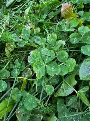 Nález #15046 – REYKJAVÍK_MIKLABRAUT001