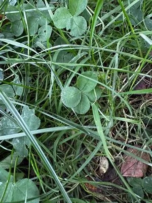 Nález #15093 – ZLÍN_JSVAHY-KŘIBY-P002