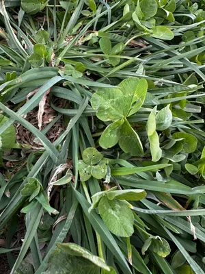 Nález #16435 – RATIBOŘ_POLE001c