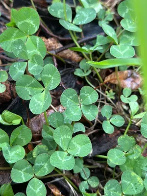 Nález #16931 – ZLÍN_JSVAHY-NSTR003