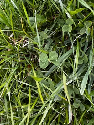 Nález #16641 – RATIBOŘ_POLE001g