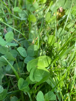 Nález #94 – ZLÍN_JSVAHY-OKRUŽNÍ-KOSTEL002