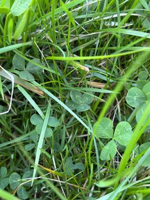 Nález #17445 – RATIBOŘ_POLE001