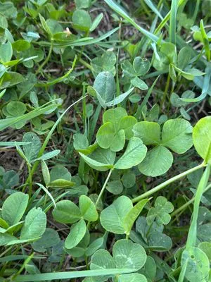 Nález #17447 – RATIBOŘ_POLE001