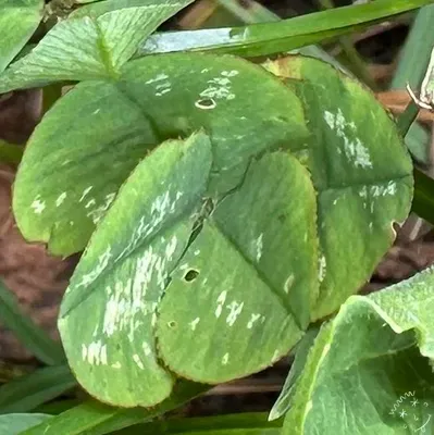 Nález #20954