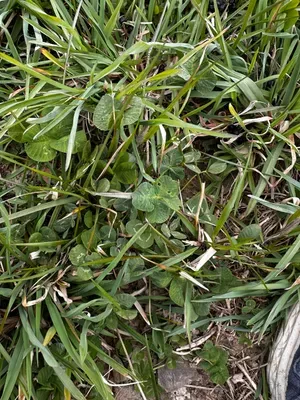 Nález #16637 – RATIBOŘ_POLE001g