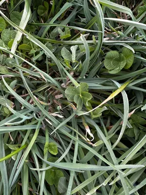 Nález #16642 – RATIBOŘ_POLE001g