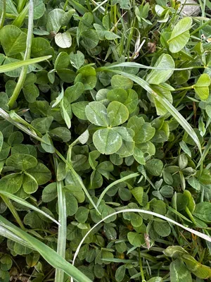 Nález #16323 – RATIBOŘ_POLE001f