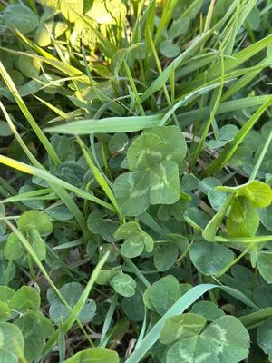 Nález #17449 – RATIBOŘ_POLE001