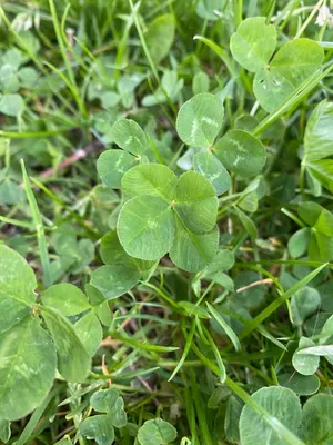 Nález #156 – DUBLIN_PINEROAD001