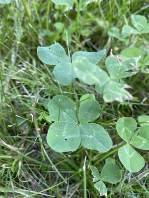 Nález č. 35 – Před hlavním vchodem U5 za lavečkama