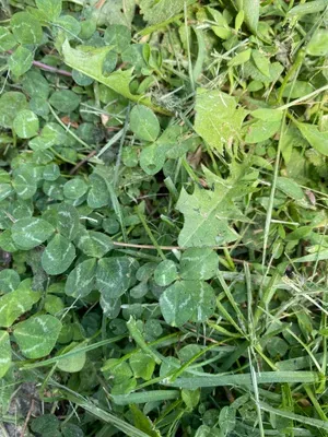 Nález #132 – ZLÍN_JSVAHY-OKRUŽNÍ002