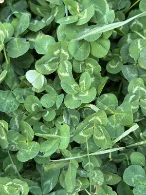 Nález #17363 – RATIBOŘ_POLE001e