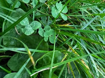 Nález #15078 – ZLÍN_BAŤŮVPARK001