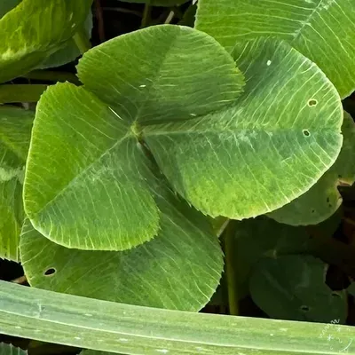 Nález #25754