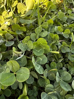 Nález #16319 – RATIBOŘ_POLE001f