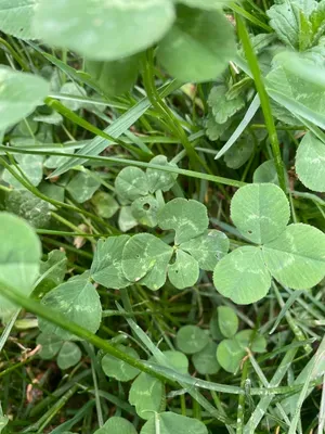 Nález #183 – ZLÍN_ČEPKOV001