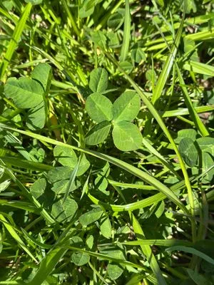 Nález #17369 – RATIBOŘ_POLE001e