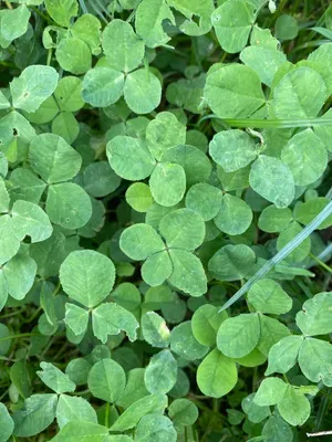 Nález #96 – ZLÍN_BUREŠOV002