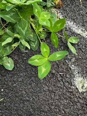 Nález #15155 – PRAHA_PODĚBRADSKÁ002