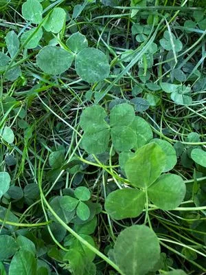 Nález #14607 – ZLÍN_JSVAHY-MORAVSKÁ001