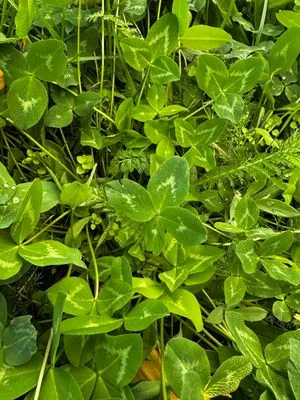 Nález #15156 – PRAHA_PODĚBRADSKÁ002