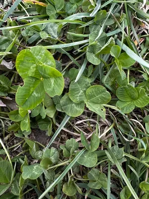 Nález #16445 – RATIBOŘ_POLE001d