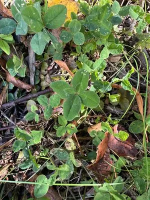 Nález #13621 – ZLÍN_JSVAHY-DRUŽSTEVNÍ001