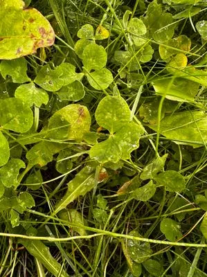 Nález #15048 – REYKJAVÍK_MIKLABRAUT001