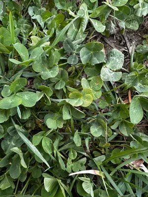 Nález #16441 – RATIBOŘ_POLE001d