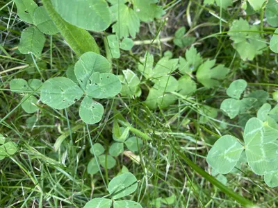 Nález č. 27 – Před hlavním vchodem U5 za lavečkama