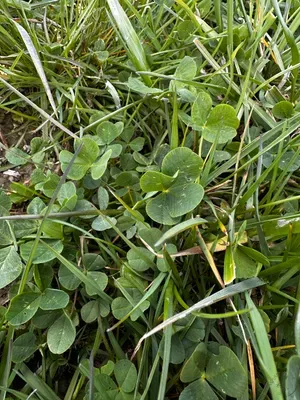 Nález #16321 – RATIBOŘ_POLE001f