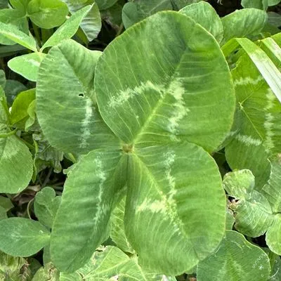 Nález #10157