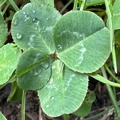 Nález #20991