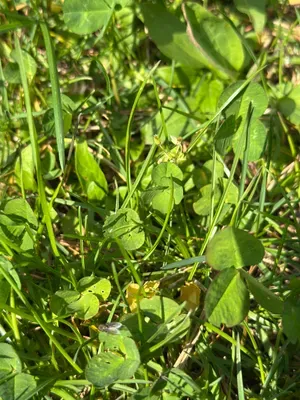 Nález #16900 – ZLÍN_JSVAHY-STŘEDOVÁ001