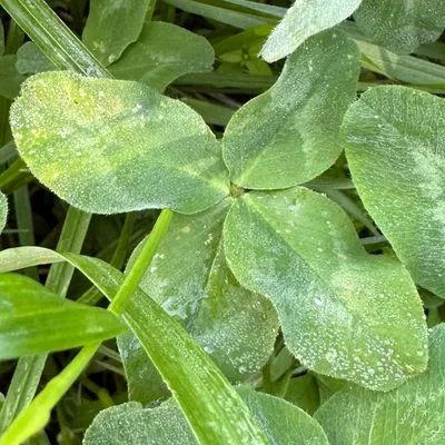 Nález #4776