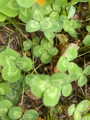 Nález #63 – ZLÍN_JSVAHY-SLUNEČNÁ006a