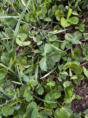 Nález #16431 – RATIBOŘ_POLE001c