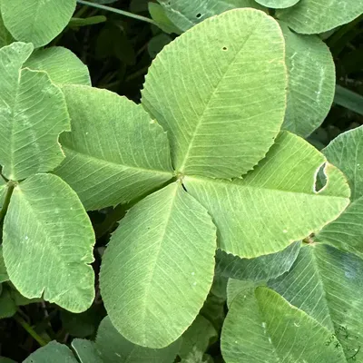 Find #12990