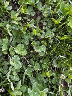 Nález #16428 – RATIBOŘ_POLE001c