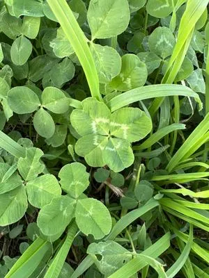 Nález #14332
