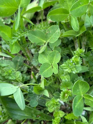 Nález #16935 – ZLÍN_MLADCOVÁ001