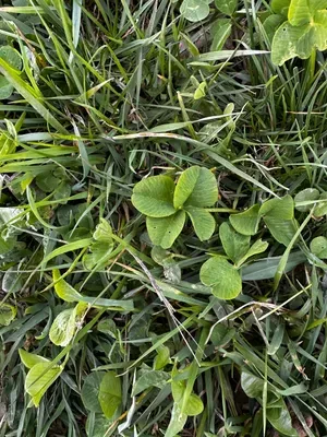 Nález #16436 – RATIBOŘ_POLE001c