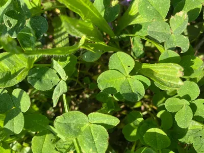 Nález #146 – NEEXISTUJE-ZLÍN_JSVAHY-JAVOROVÁ002