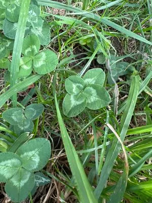 Nález #13603 – ZLÍN_JSVAHY-BUDOVATELSKÁ001