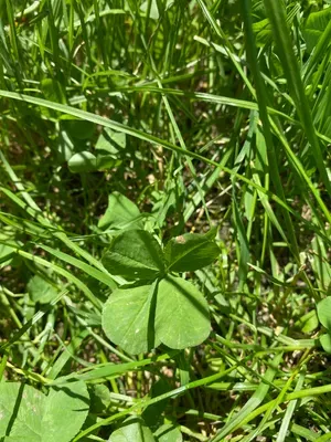 Nález #5 – ZLÍN_ČEPKOV001