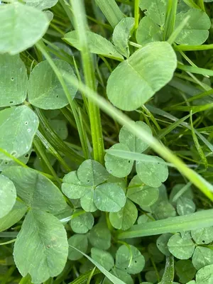 Nález #175 – ZLÍN_JSVAHY-JAVOROVÁ003