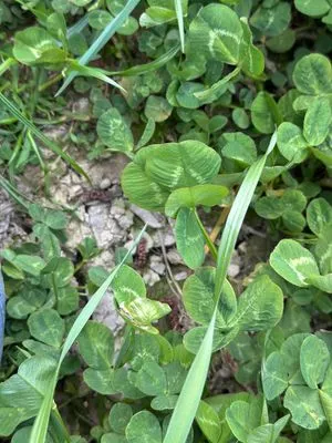 Nález #17364 – RATIBOŘ_POLE001e