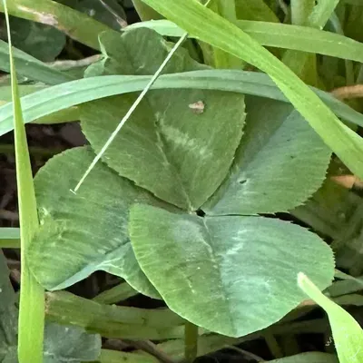 Nález #19755