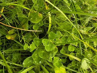 Nález #15039 – REYKJAVÍK_MIKLABRAUT001